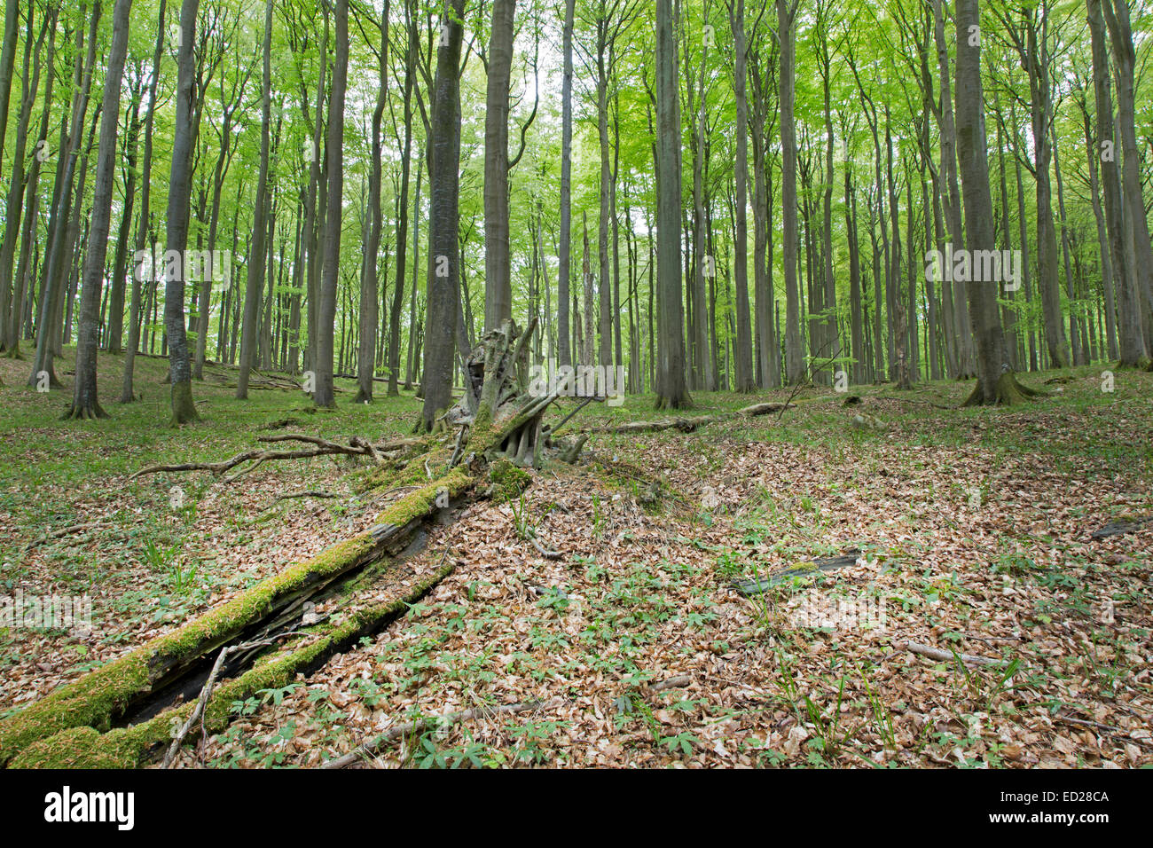 Beech forest (Fagus sylvatica), forest in spring, Jasmund National Park, UNESCO World Heritage Site, Rügen, Germany Stock Photo