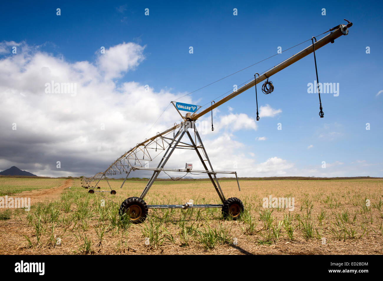 Mauritius, Albion, agriculture, Valley linear crop irrigation machine in newly planted sugar cane field Stock Photo