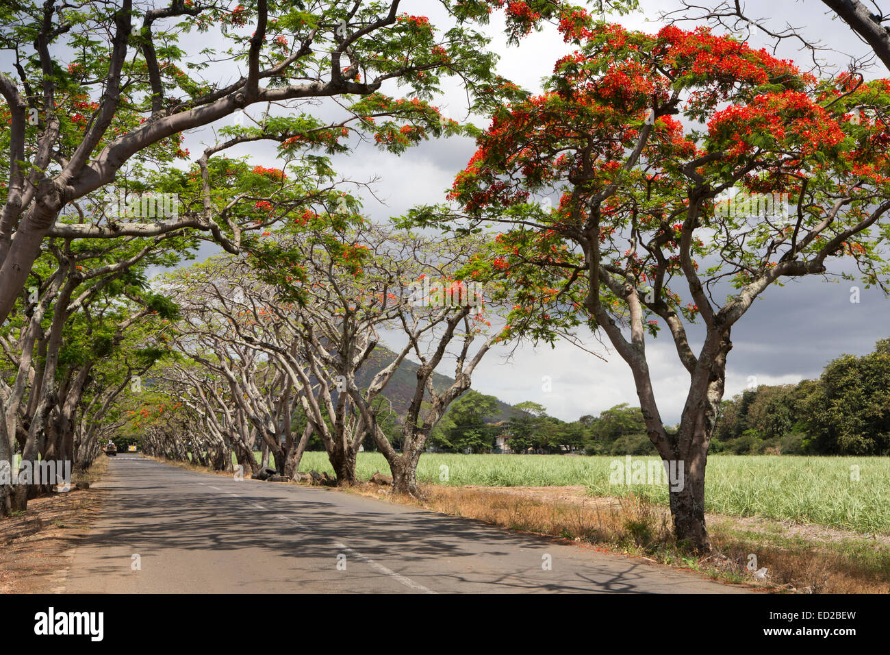 Mauritius, Bambous, avenue of flame trees, beside, sugar cane plantation Stock Photo
