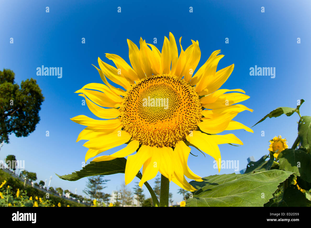 Sunflowers against the blue sky Stock Photo - Alamy