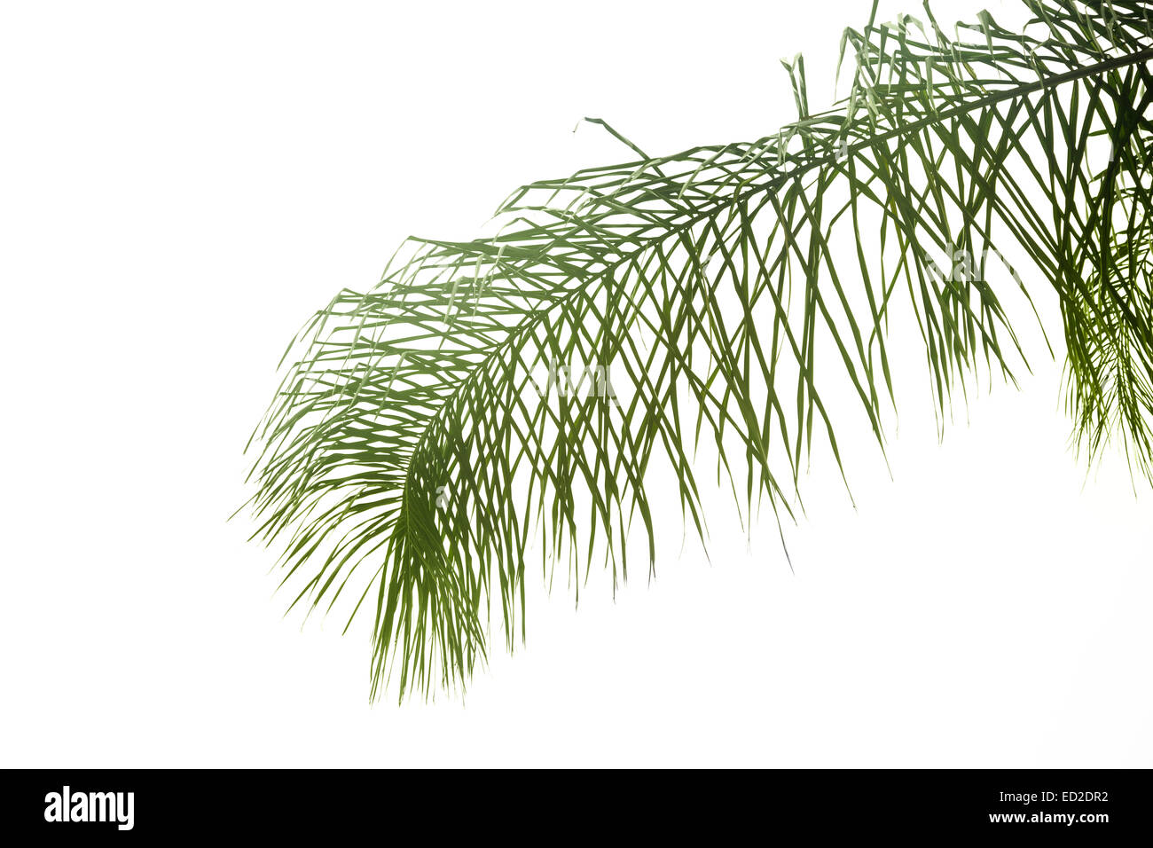 Leaves of palm tree isolated on white background Stock Photo - Alamy