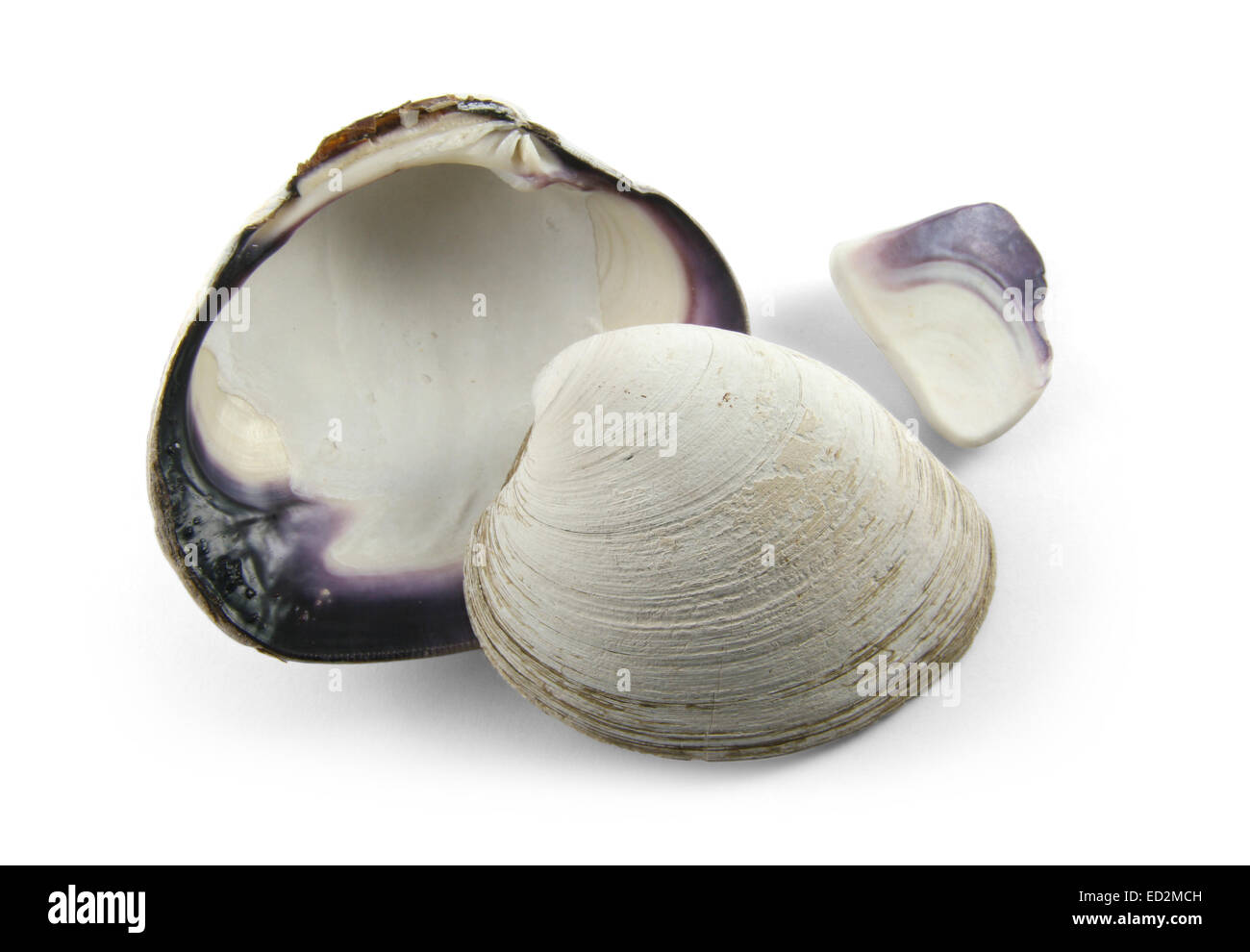 Clam shell hi-res stock photography and images - Alamy