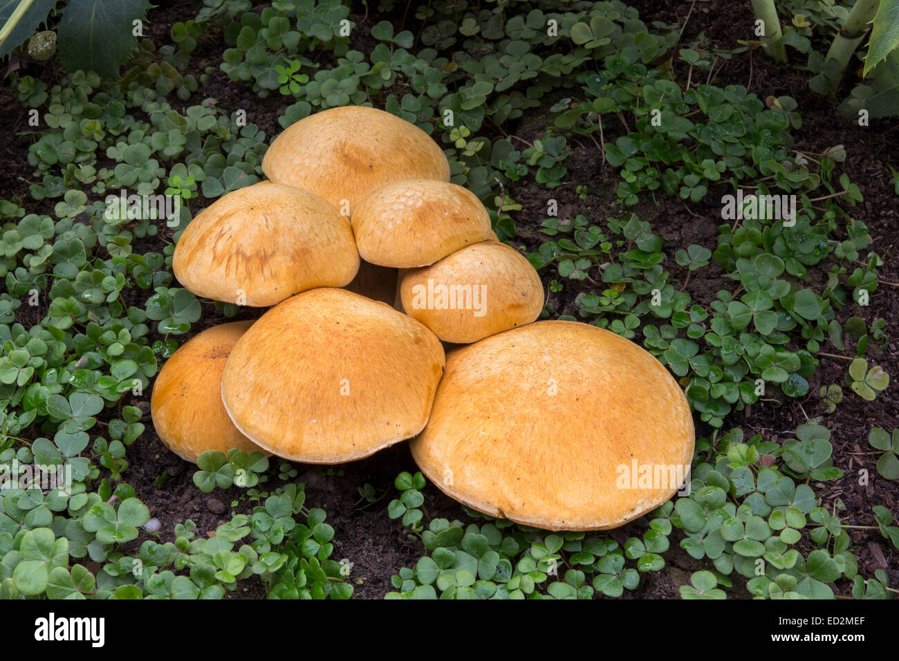 Honey fungus mushroom, Honey fungus mushrooms, mushroom, mushrooms, mushroom cap, mushroom caps, Armillaria mellea, Novato, Marin County, California Stock Photo
