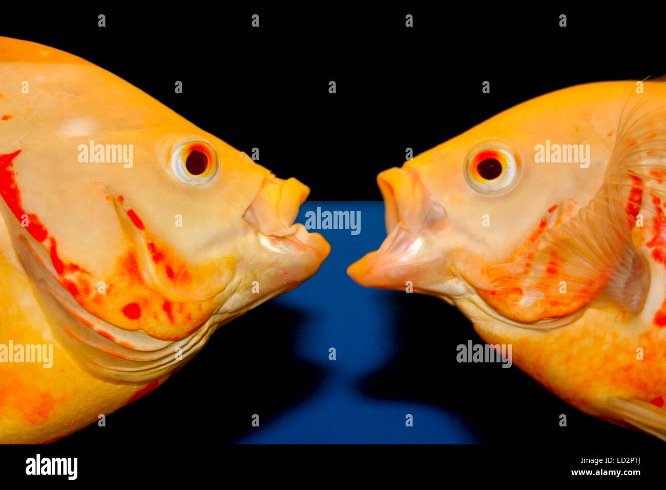 Longfin Albino Oscar fish. Stock Photo