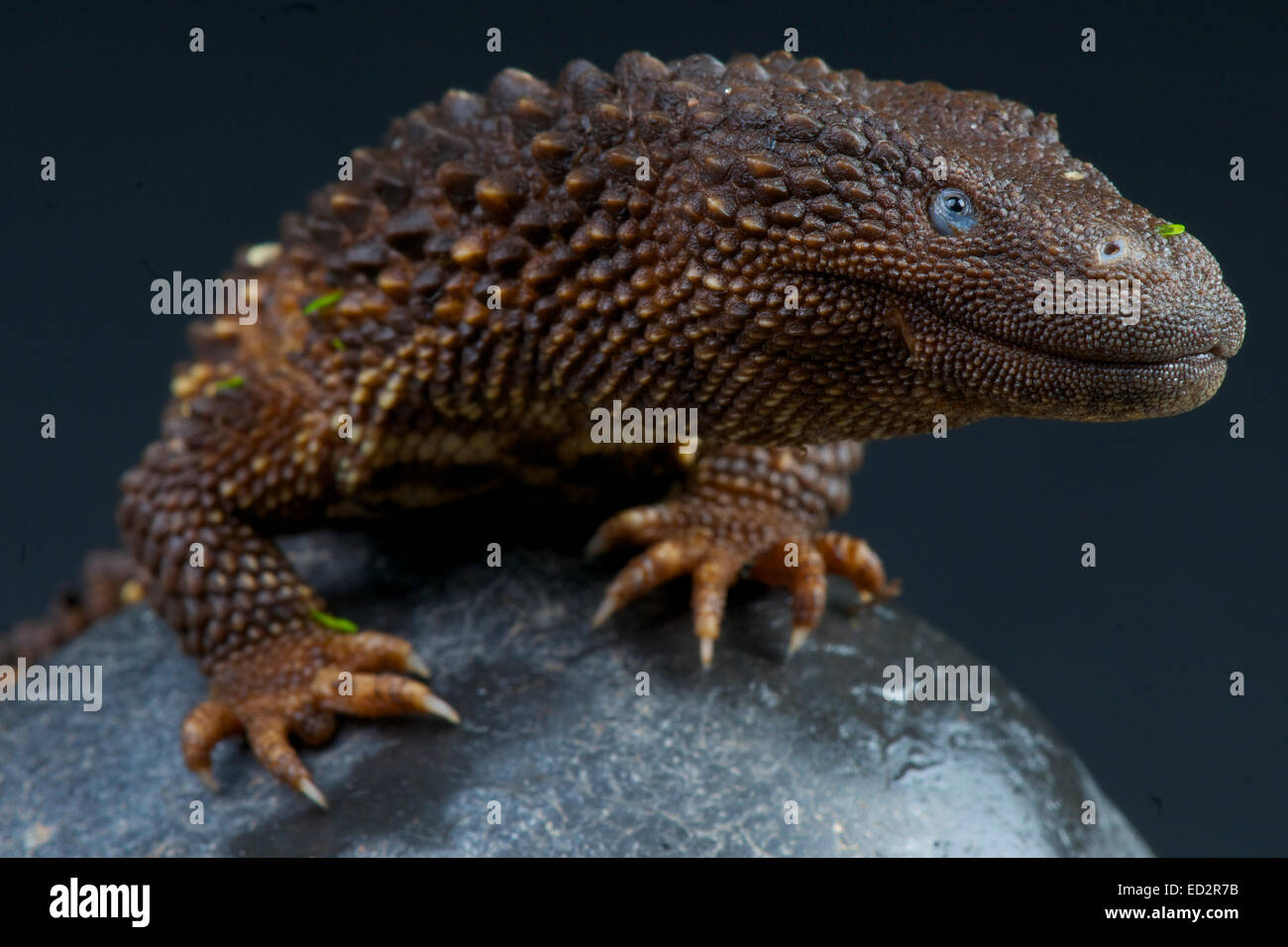 Earless monitor lizard / Lanthanotus borneensis Stock Photo - Alamy