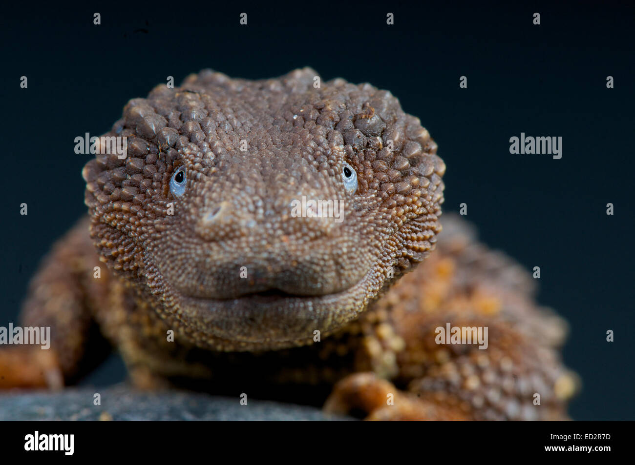 Earless monitor lizard  / Lanthanotus borneensis Stock Photo
