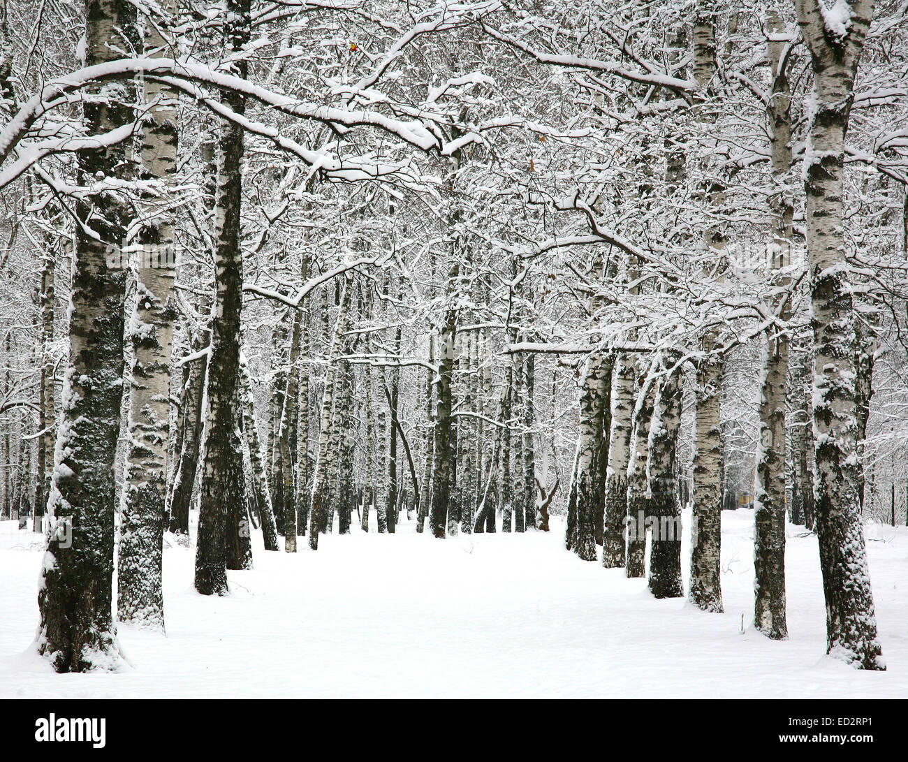 Alley in winter city park Stock Photo - Alamy