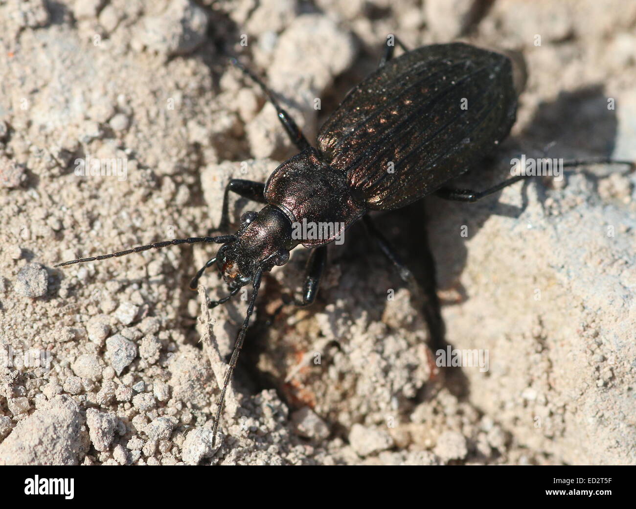 European Granulated Carabid beetle (Carabus Granulatus) Stock Photo