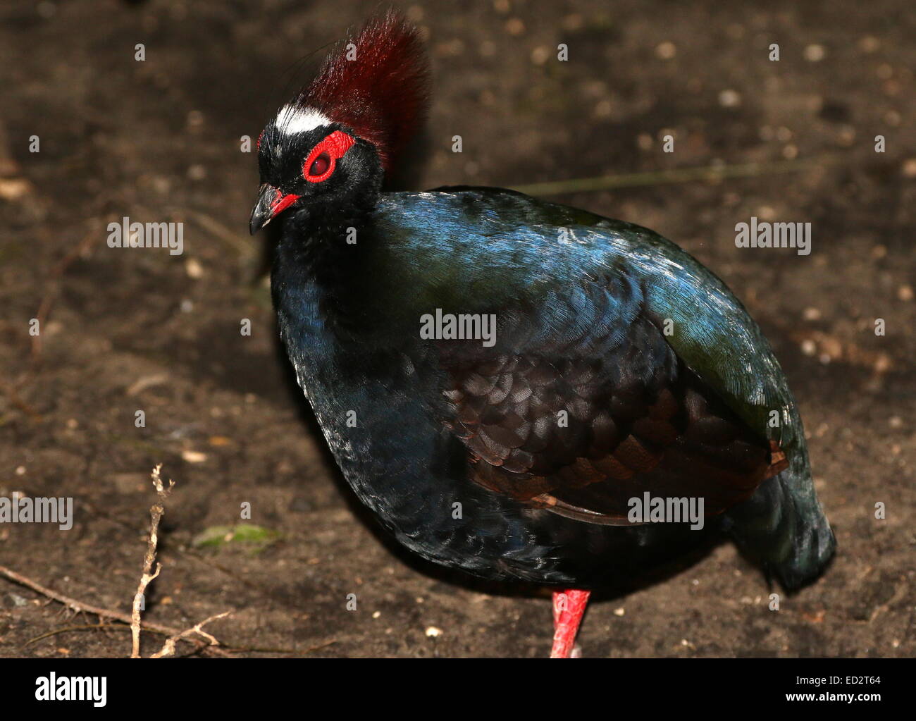 Roul roul bird hi-res stock photography and images - Alamy