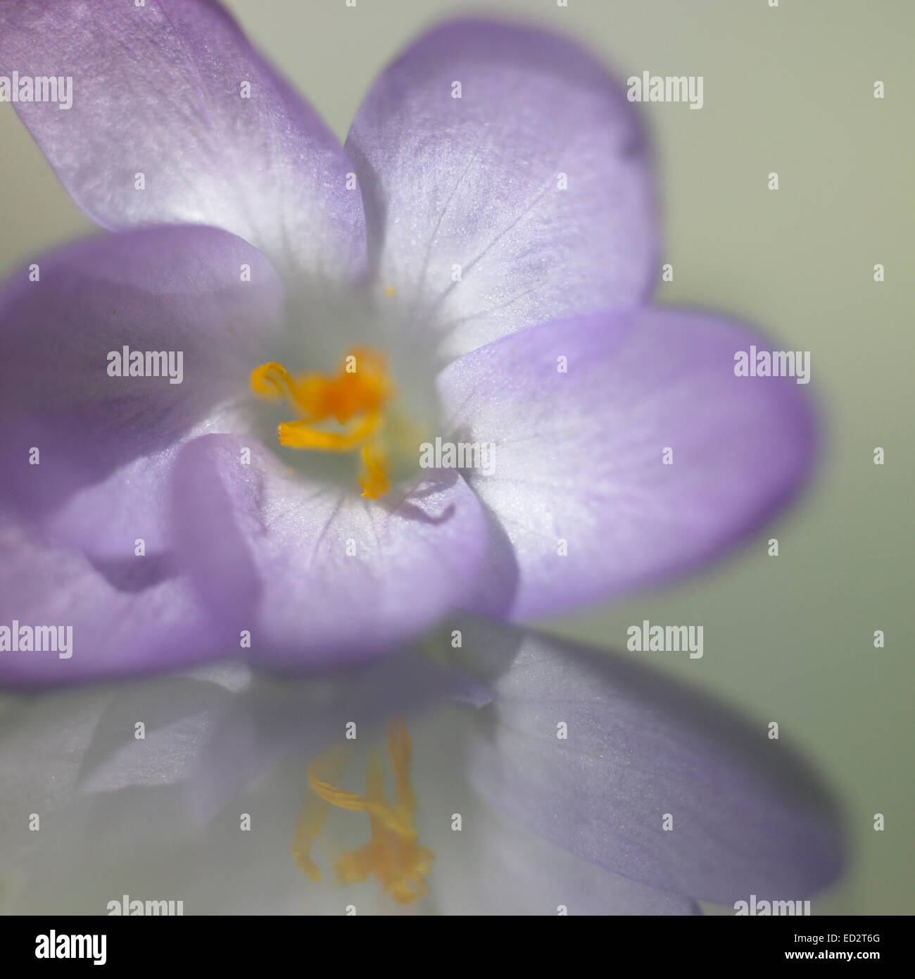 Close up of a blooming crocus Stock Photo