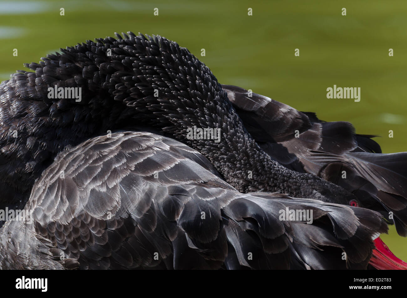 closeup of a black swan with orange beak Stock Photo