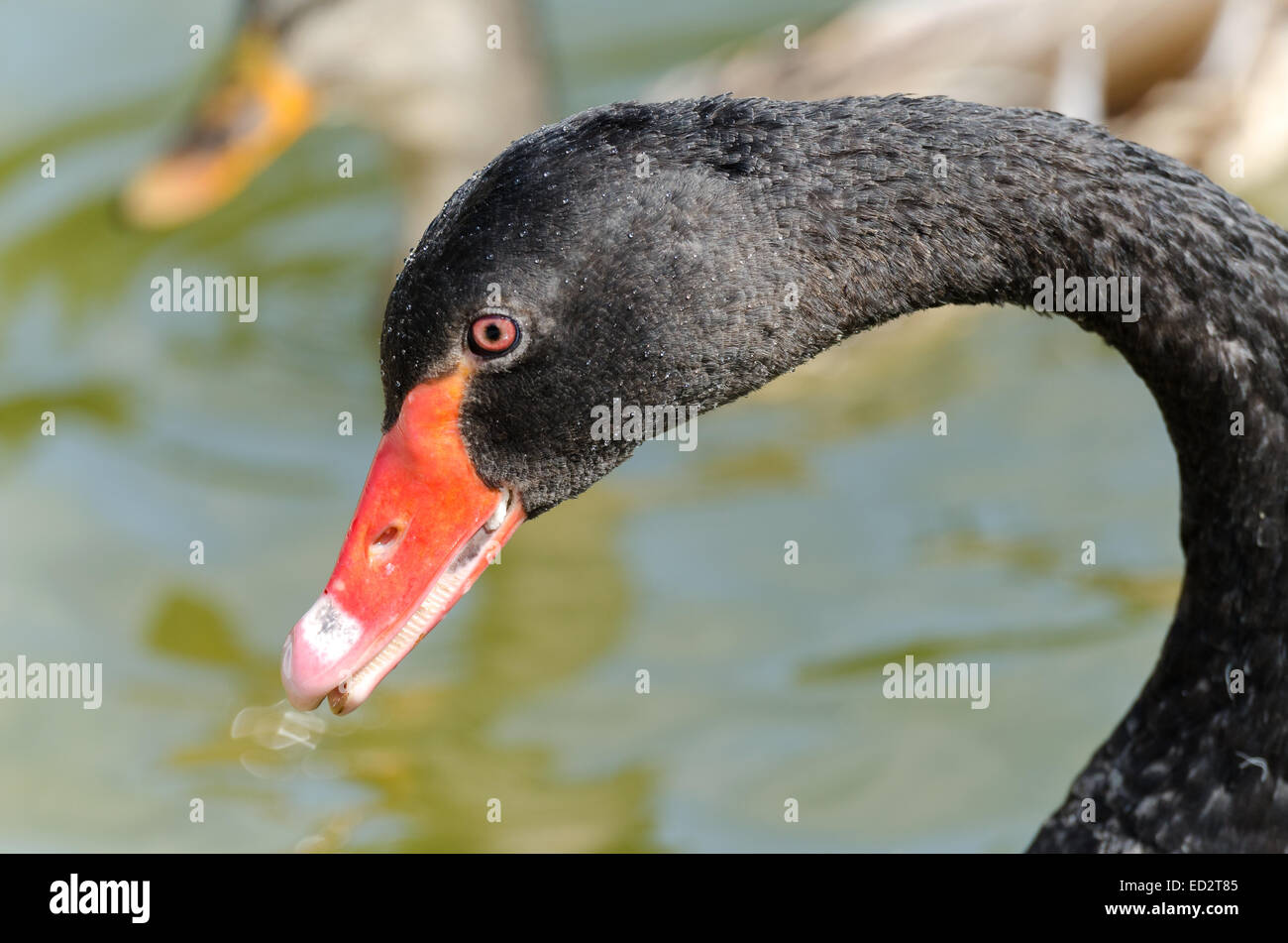 closeup of a black swan with orange beak Stock Photo
