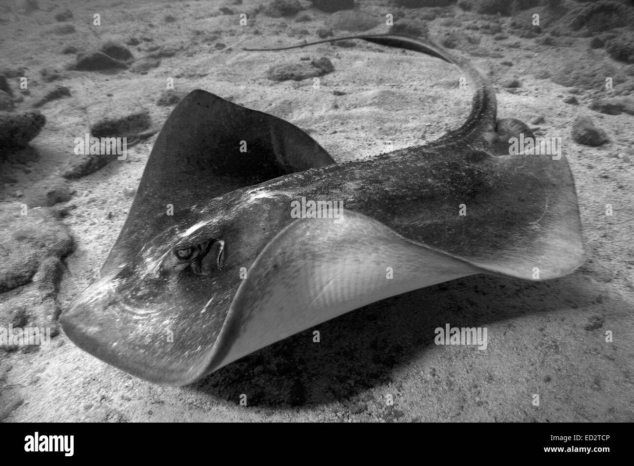 A black and white image of a Southern Stingray swimming along the bottom of the ocean off of the Florida Keys. Stock Photo