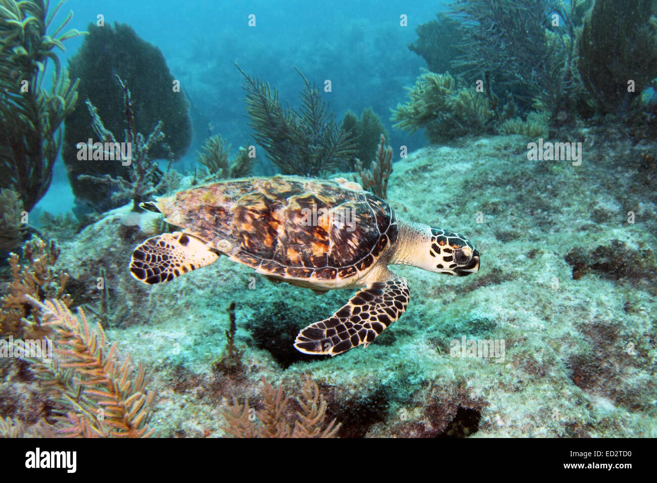A Hawksbill sea turtle swims along Molasses Reef in Key Largo, Florida. Stock Photo