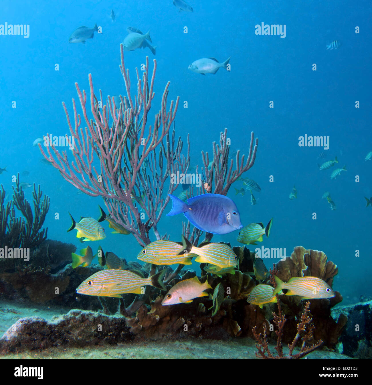 Old shipwreck hires stock photography and images Alamy