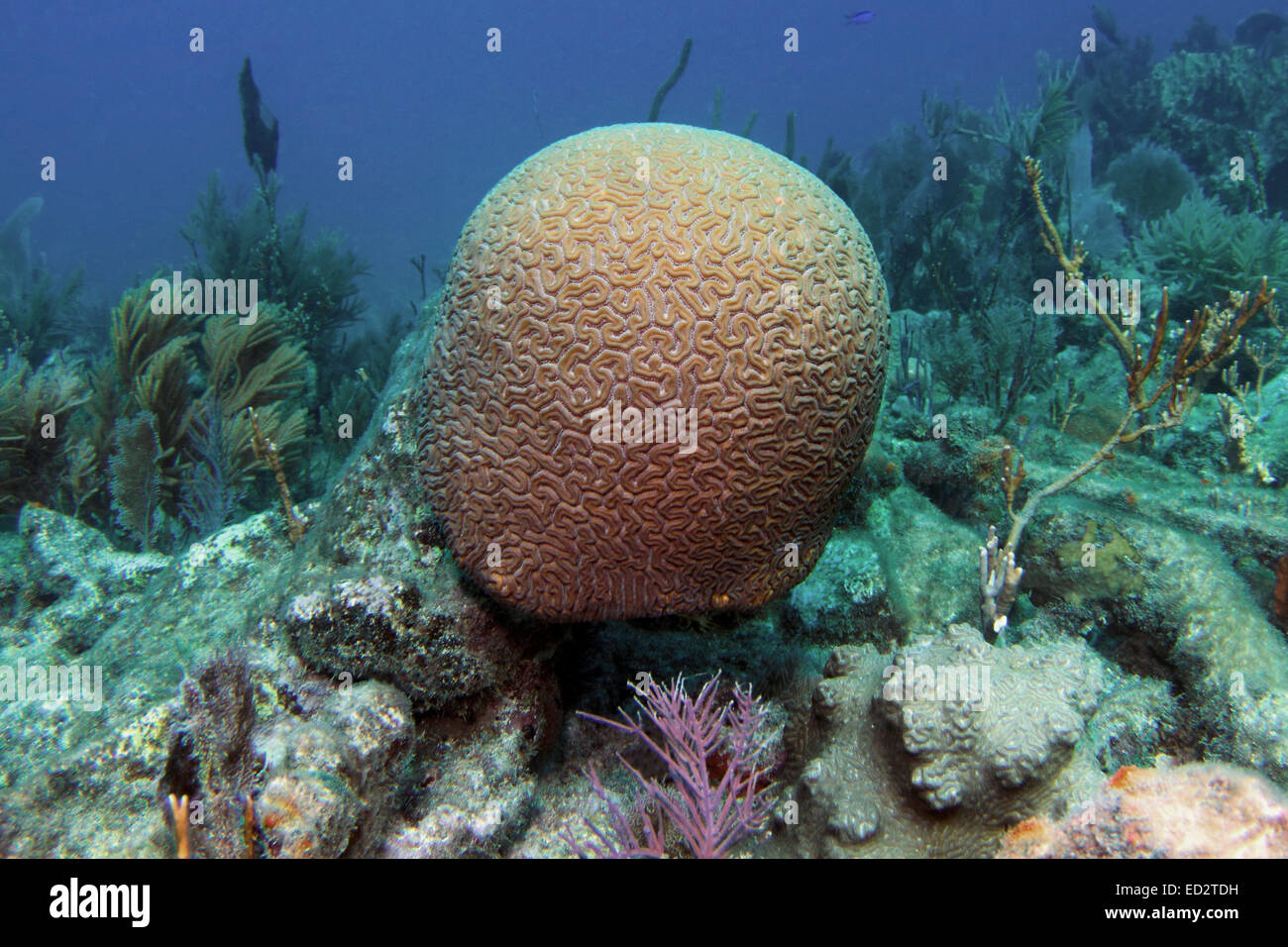 A Grooved Brain Coral on Molasses Reef in Key Largo, Florida Stock