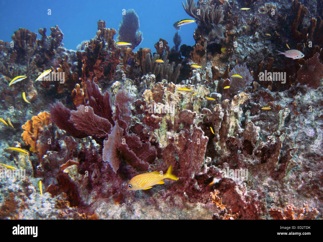 Fish and corals on Molasses Reef, Key Largo, Florida in the Florida Keys National Marine Sanctuary. Stock Photo