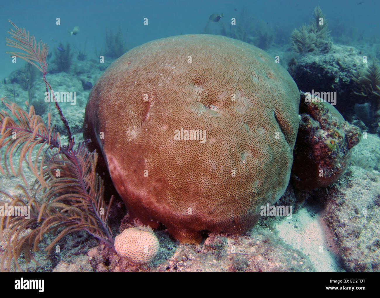 A large Blushing star coral on Molasses Reef in Key Largo, Florida Stock Photo