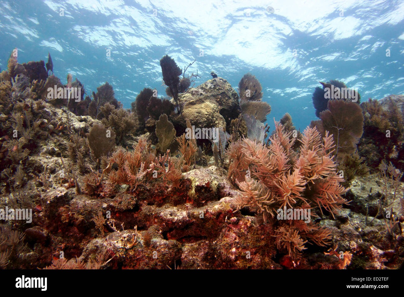 Fish and corals on Molasses Reef, Key Largo, Florida in the Florida Keys National Marine Sanctuary. Stock Photo