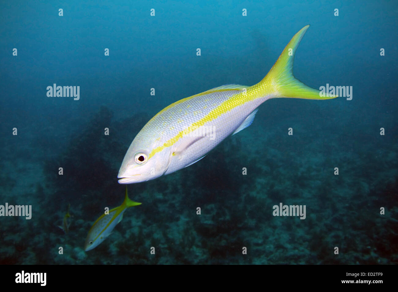 A Yellowtail Snapper swims through the water column over Molasses Reef in Key Largo, Florida. Stock Photo