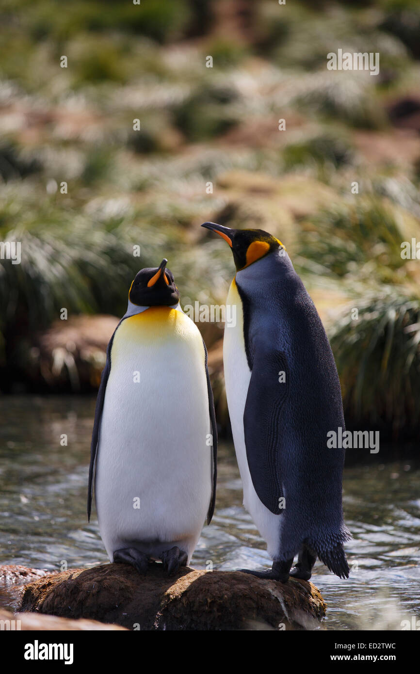 King penguins (Aptenodytes patagonicus), Gold Harbour, South Georgia ...