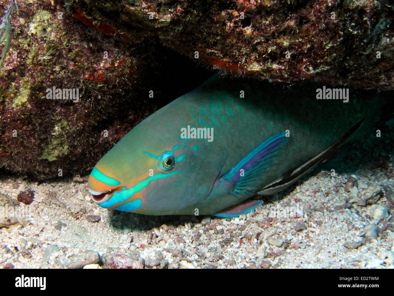 A Queen Parrotfish rests beneath a coral ledge. Stock Photo