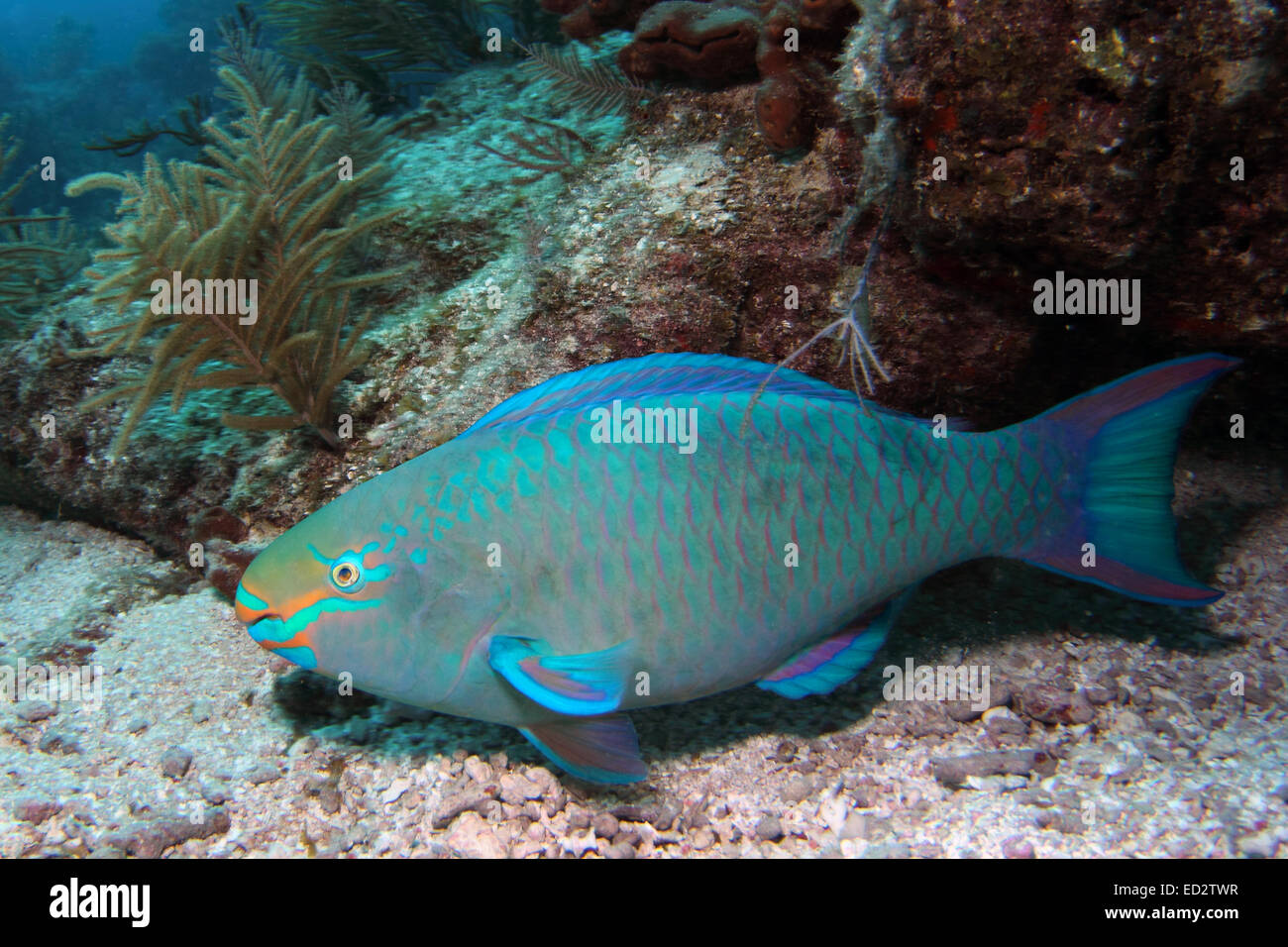 A Queen Parrotfish swims along a coral reef in the Florida Keys National Marine Sanctuary. Stock Photo