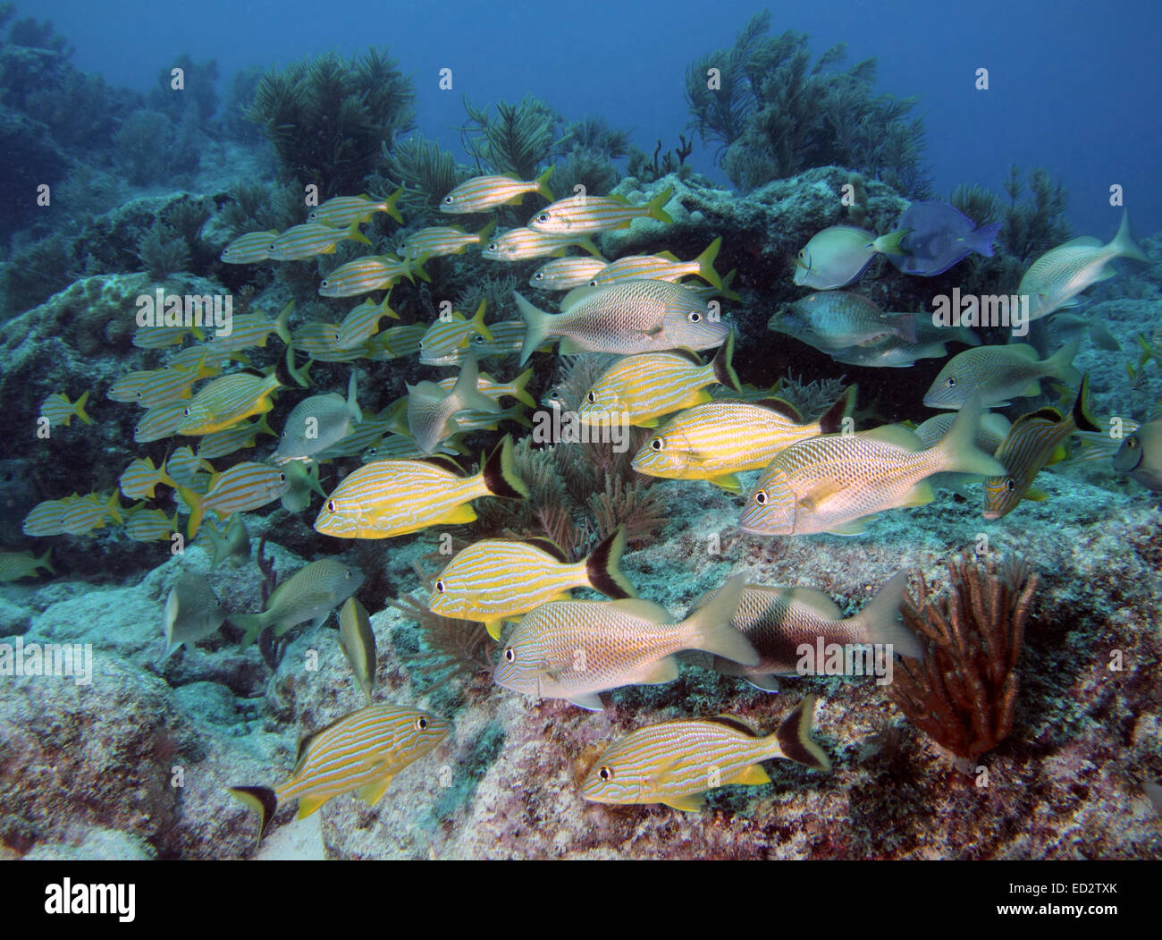 Seascape of fish on a coral reef on Molasses Reef in Key Largo, Florida