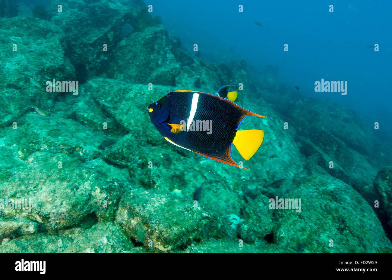 The King Angelfish (Holacanthus passer) photographed at Cabo Pulmo, Mexico Stock Photo
