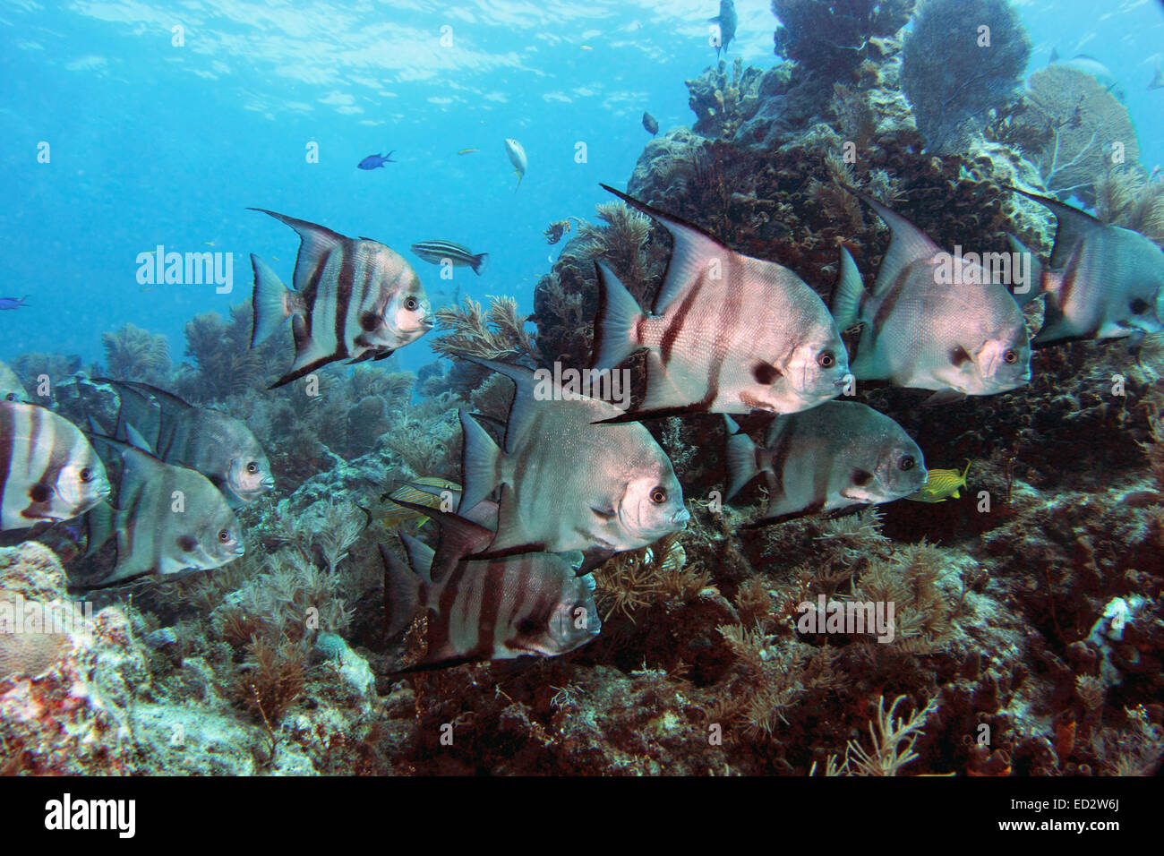 Atlantic Spadefish swim along Molasses Reef in the Florida Keys