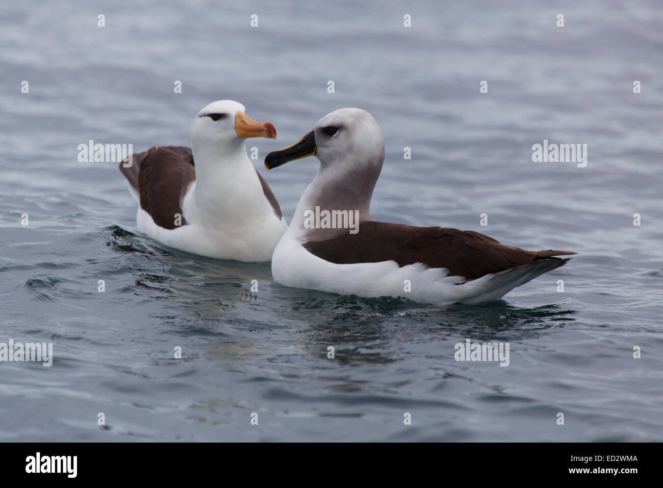 Antarctica antarctic albatross hi-res stock photography and images - Alamy