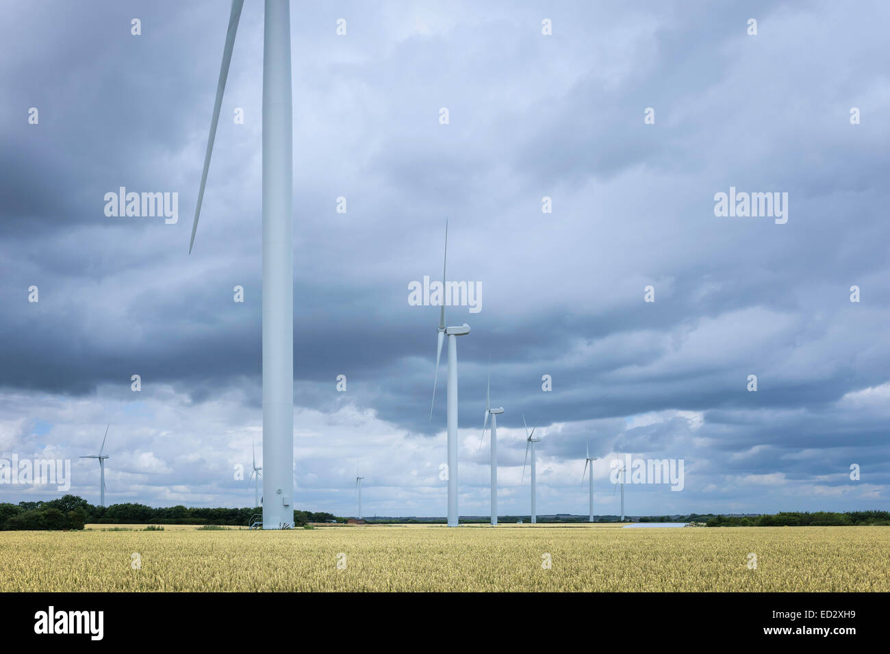 Modern wind turbines in a field of ripe wheat on a cloudy calm day in ...