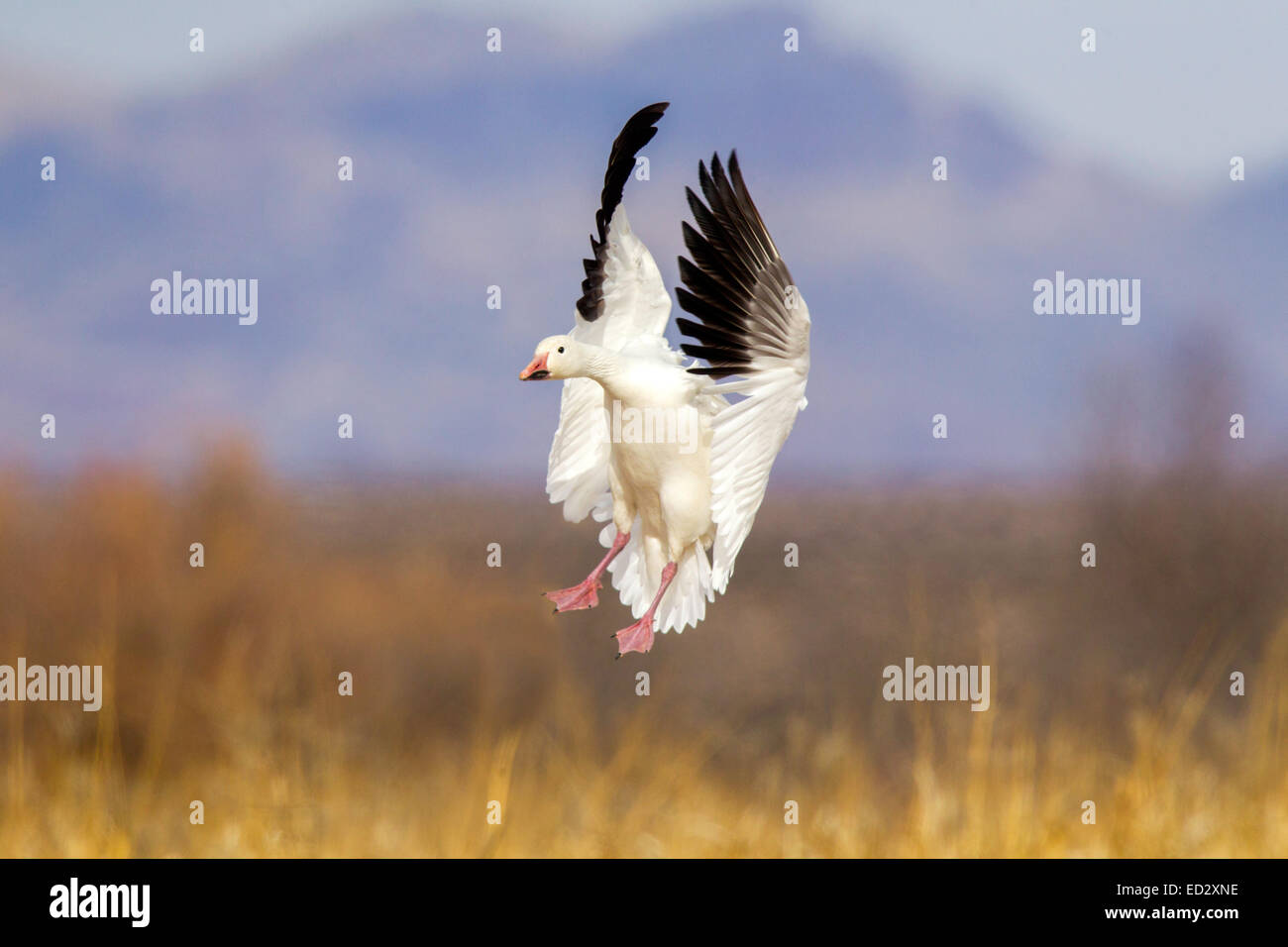 Snow Goose  Chen caerulescens Bosque del Apache National Wildlife Refuge, New Mexico, United States 17 December    Adult light m Stock Photo