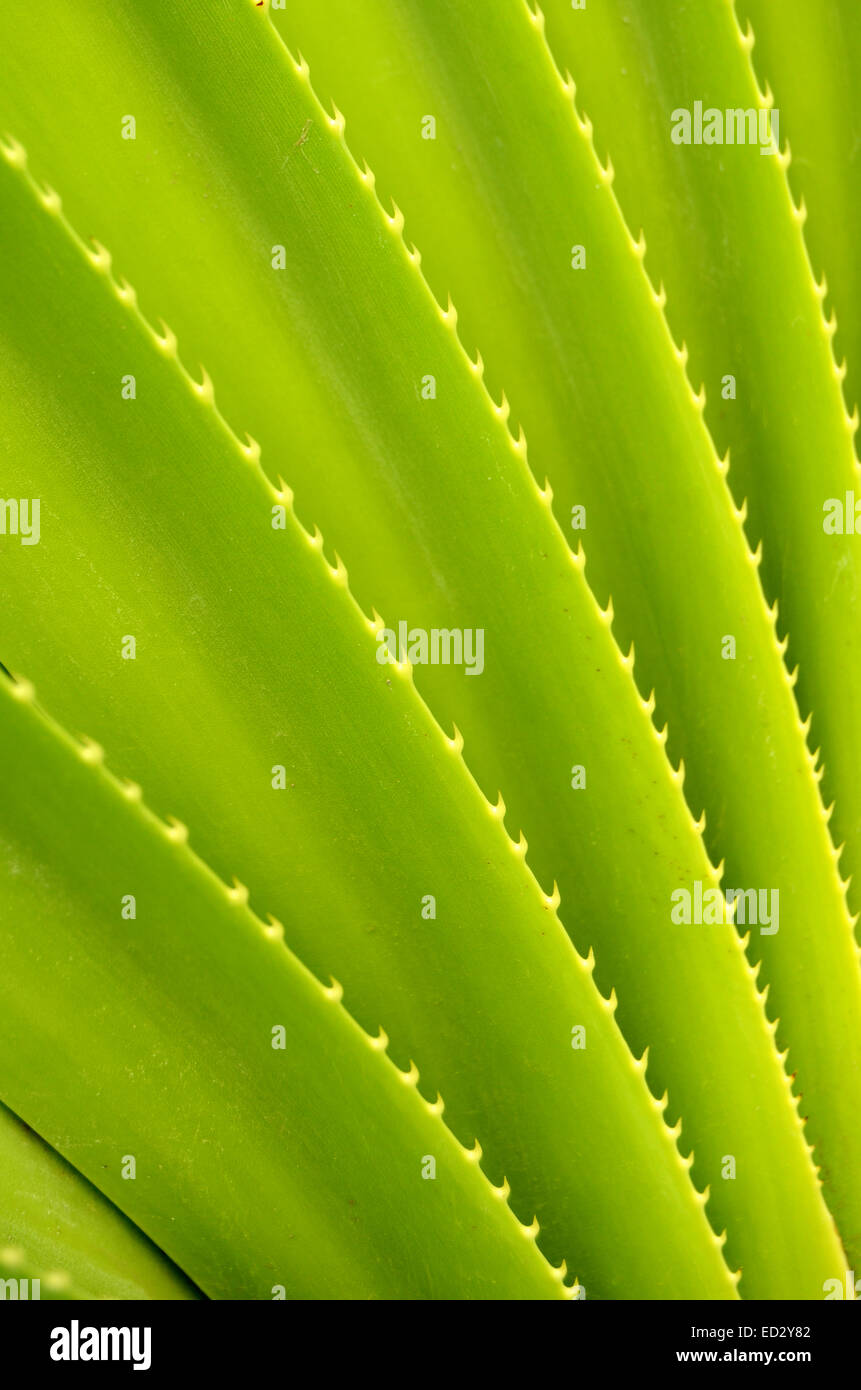 Tropical Plant Stock Photo