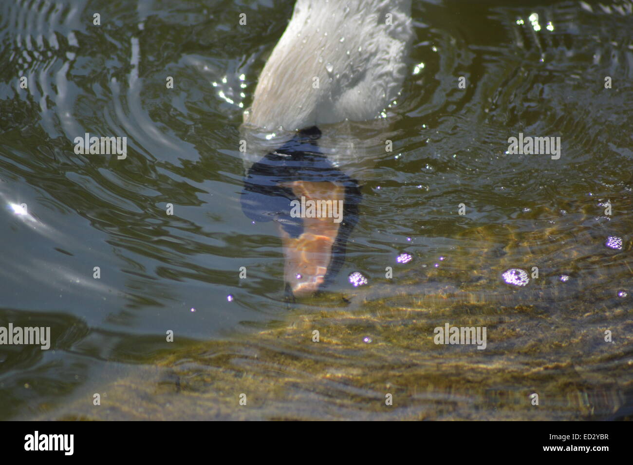 White swan head under water. Glare from the sun Stock Photo