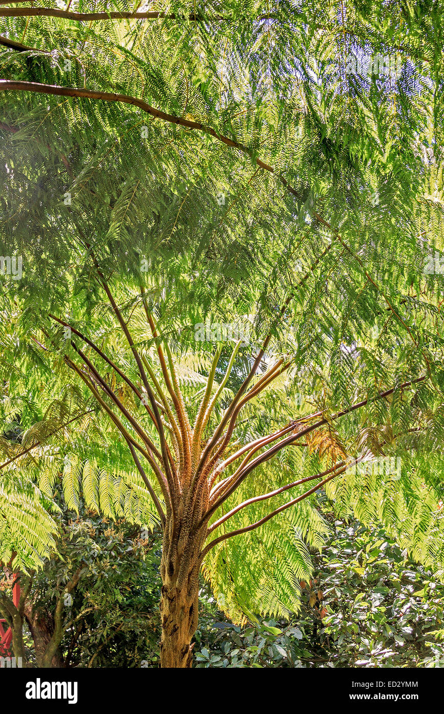 Tree Fern (Cyathea arborea) St. Lucia West Indies Stock Photo