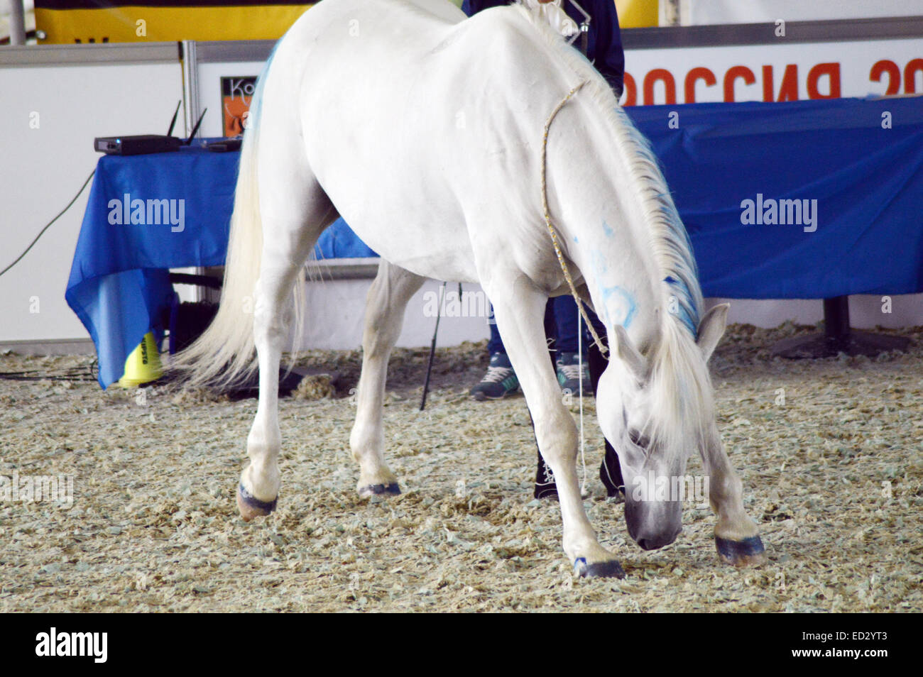 White Horse Ridding Hall International Horse Exhibition Stock Photo Alamy