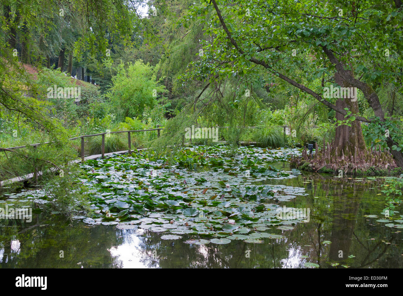 pond with water lilies and turtles in the city botanical garden, Lucca, Tuscany, Italy Stock Photo