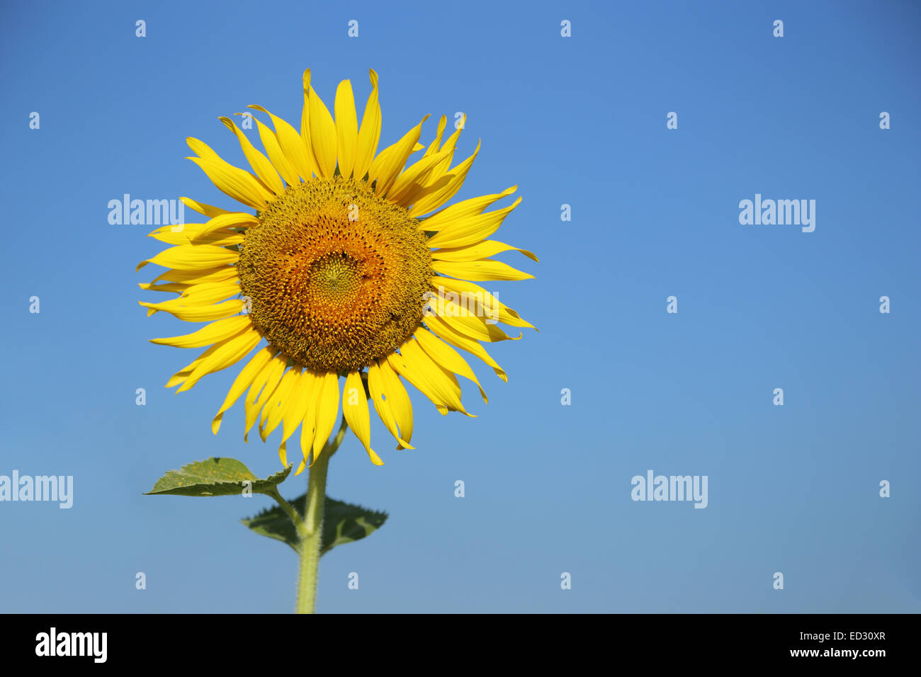 sunflower in field with the blue sky Stock Photo - Alamy
