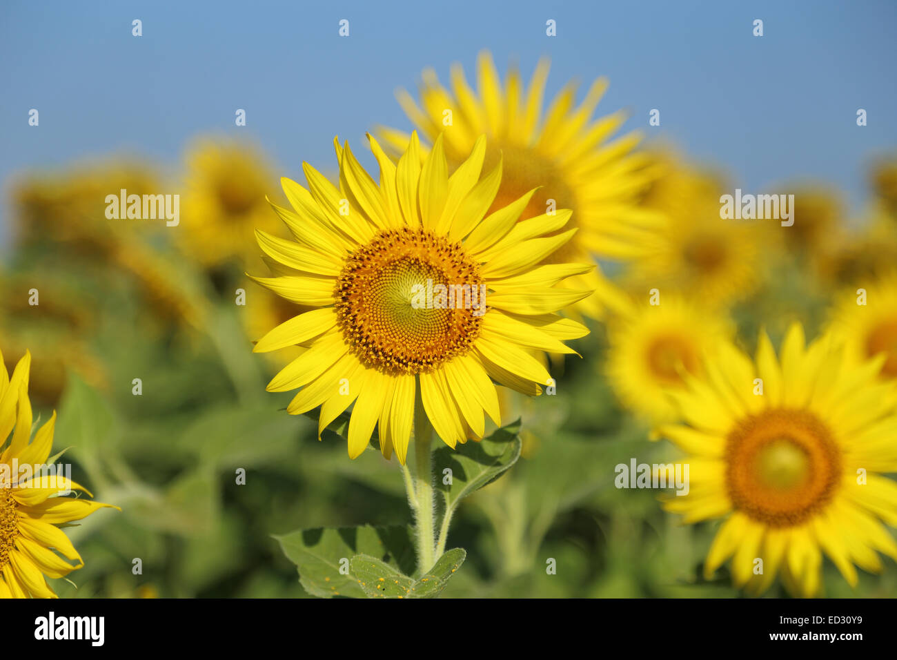 sunflower in field with the blue sky Stock Photo - Alamy