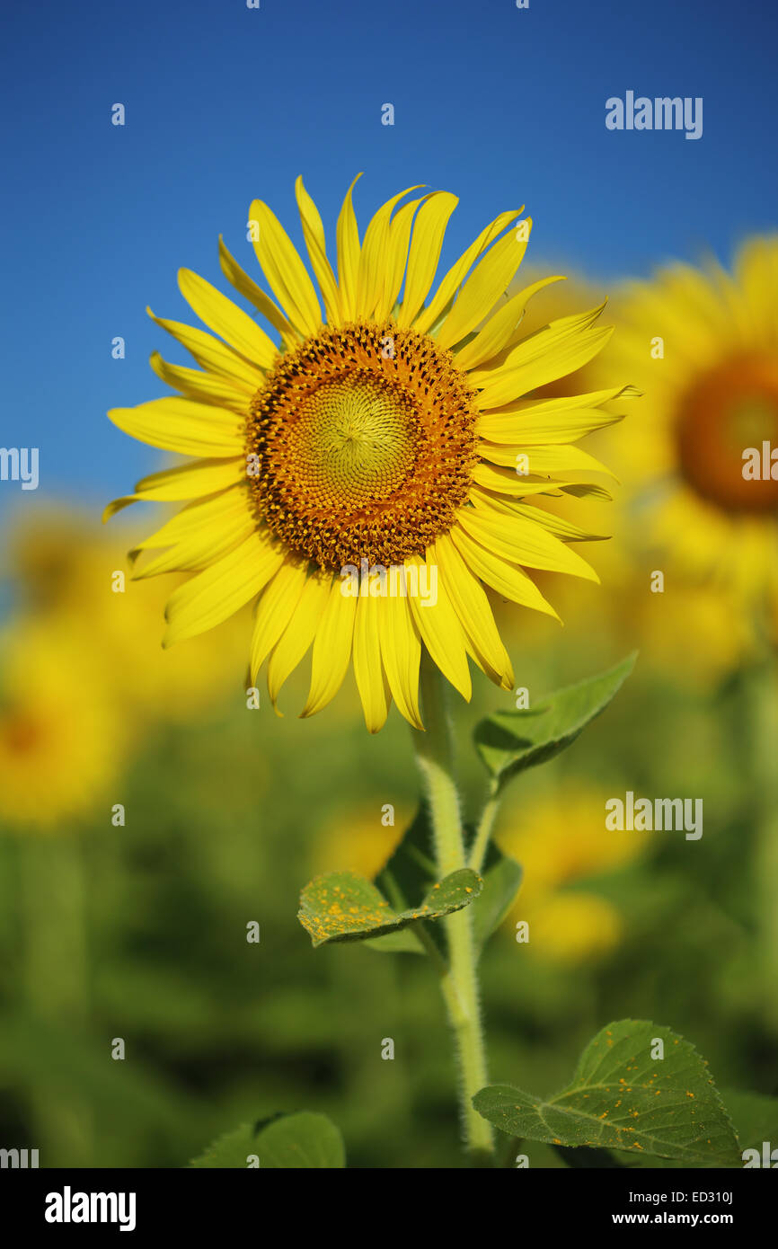 sunflower in field with the blue sky Stock Photo - Alamy