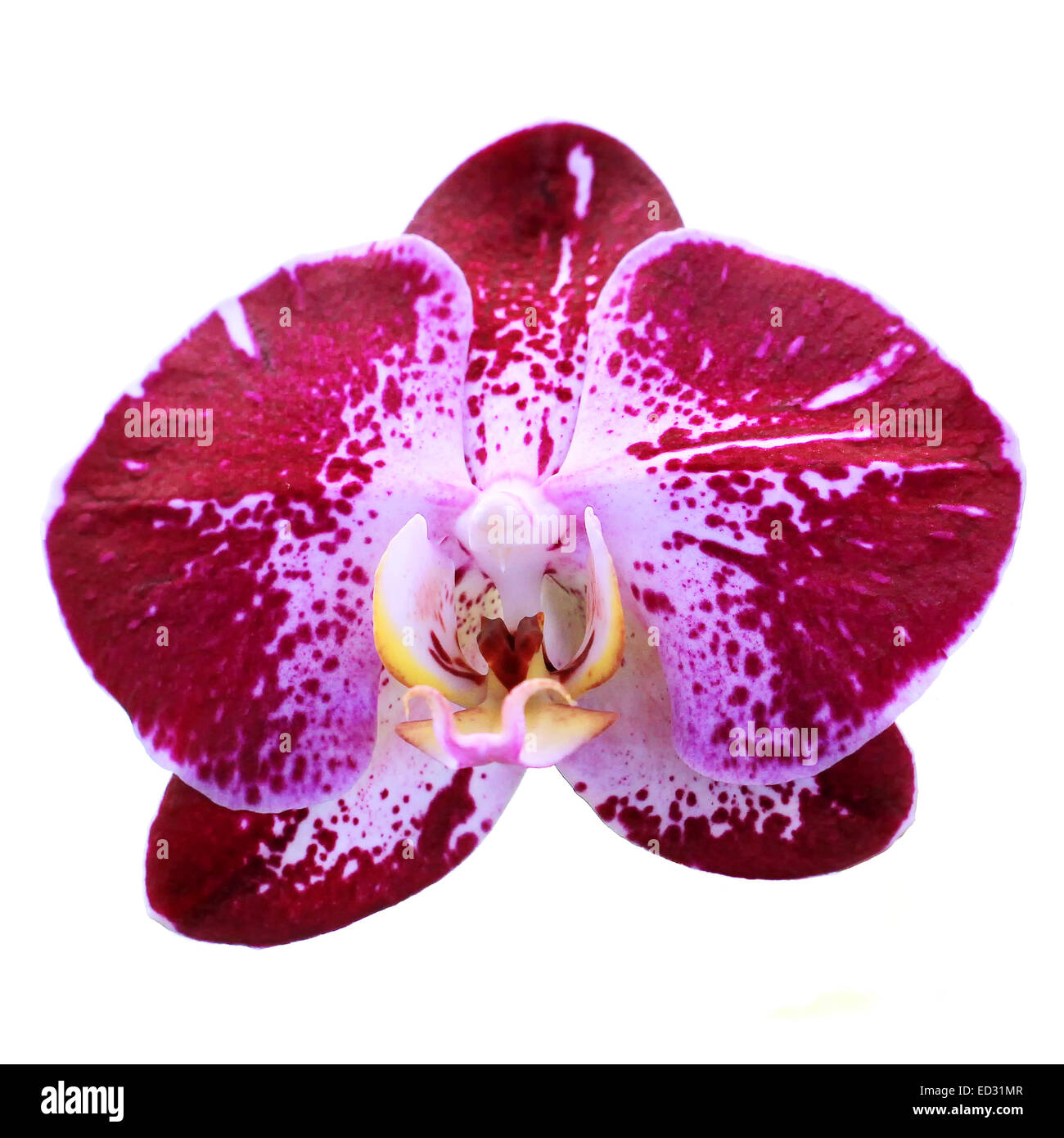 Blooming orchid isolated on white background Stock Photo