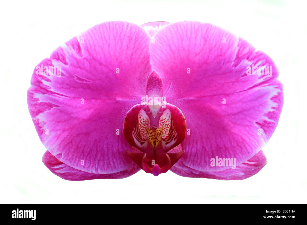 Blooming orchid isolated on white background Stock Photo