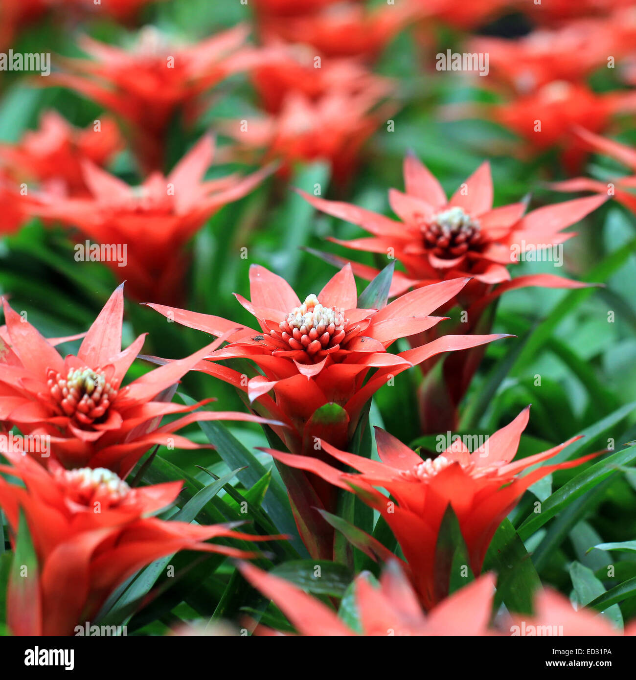 the beautiful guzmania magnifica flower Stock Photo