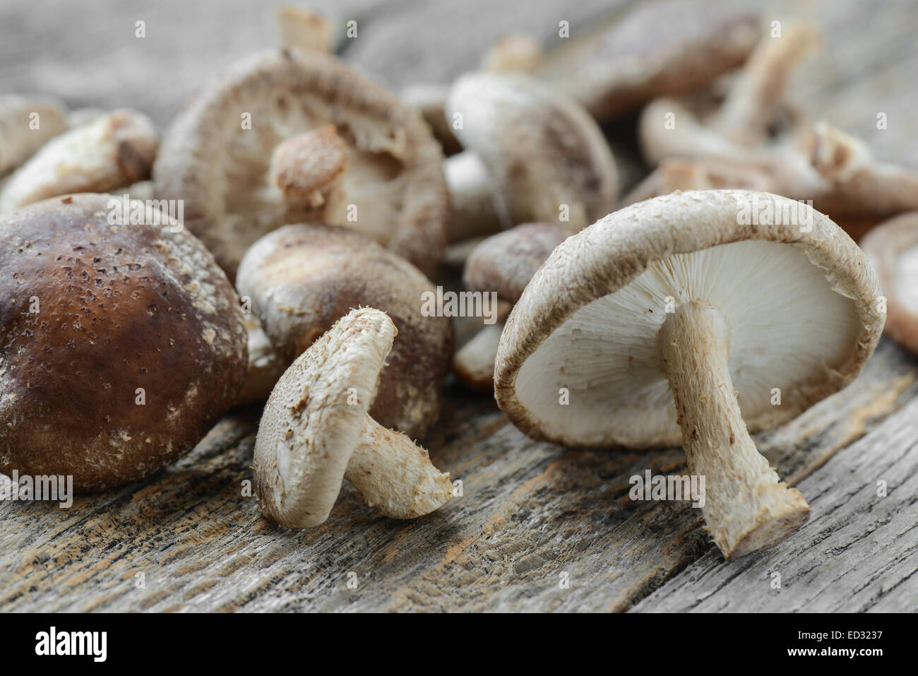 Shitake mushroom hi-res stock photography and images - Alamy