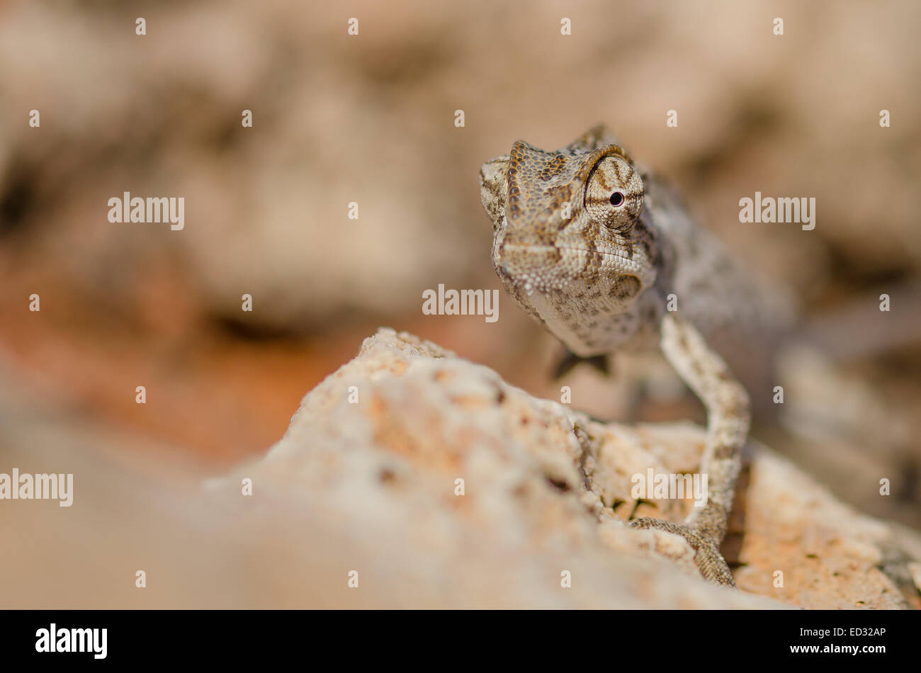 Mediterranean Chameleon (Chamaeleo chamaeleon) in Malta. Stock Photo