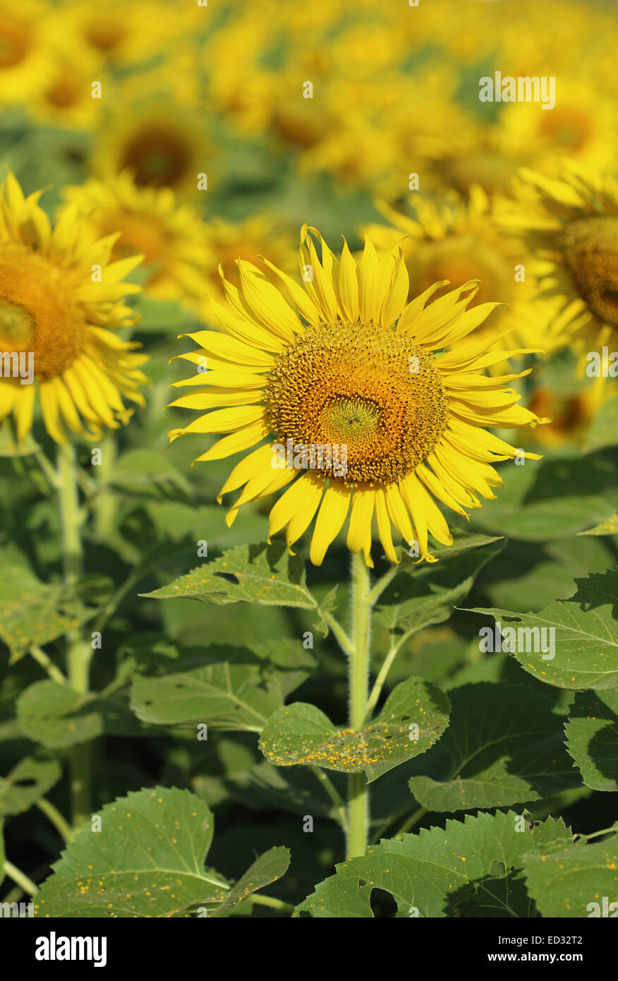 sunflower in field with the blue sky Stock Photo - Alamy