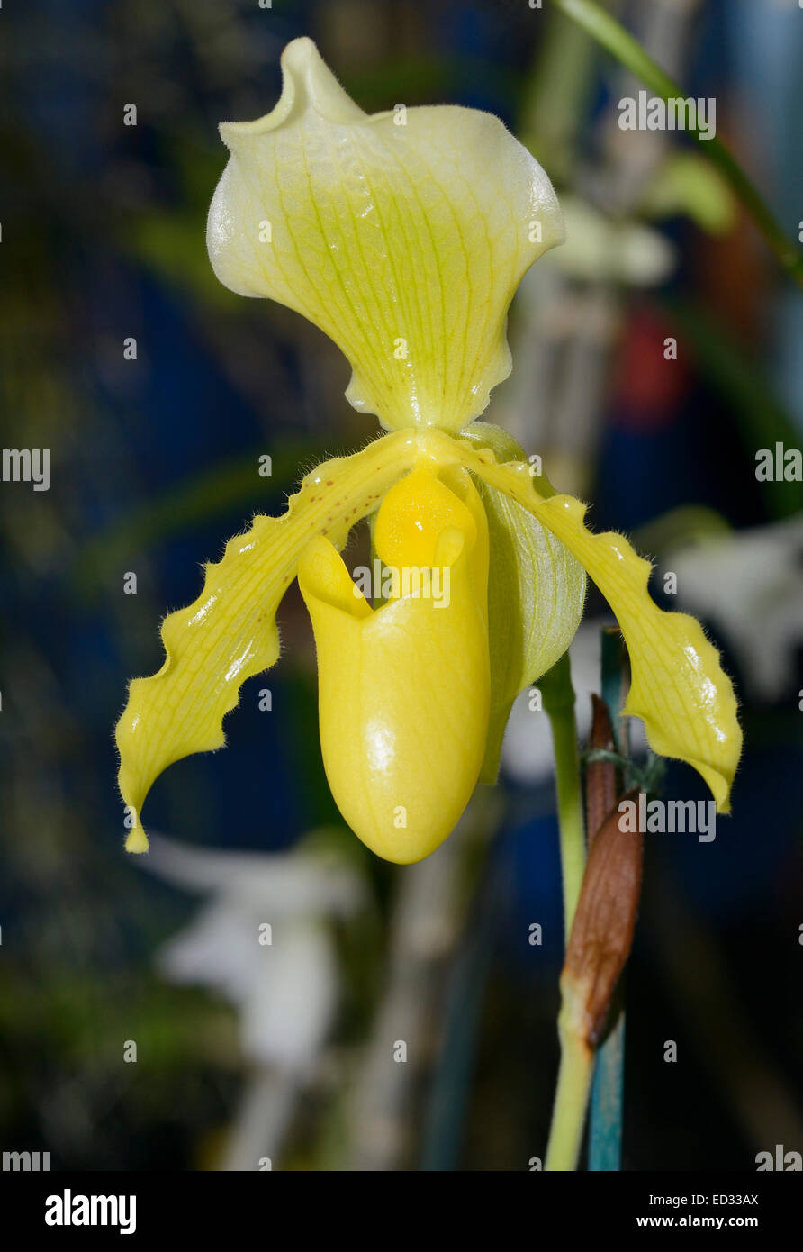Paphiopedilum insigne x primulinum Hybrid Slipper Orchid Stock Photo