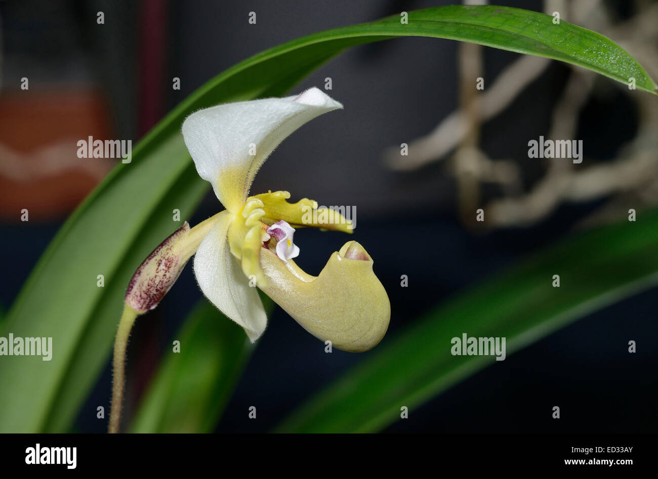 Spicer's Paphiopedilum Orchid - Paphiopedilum spicerianum From India & China Stock Photo