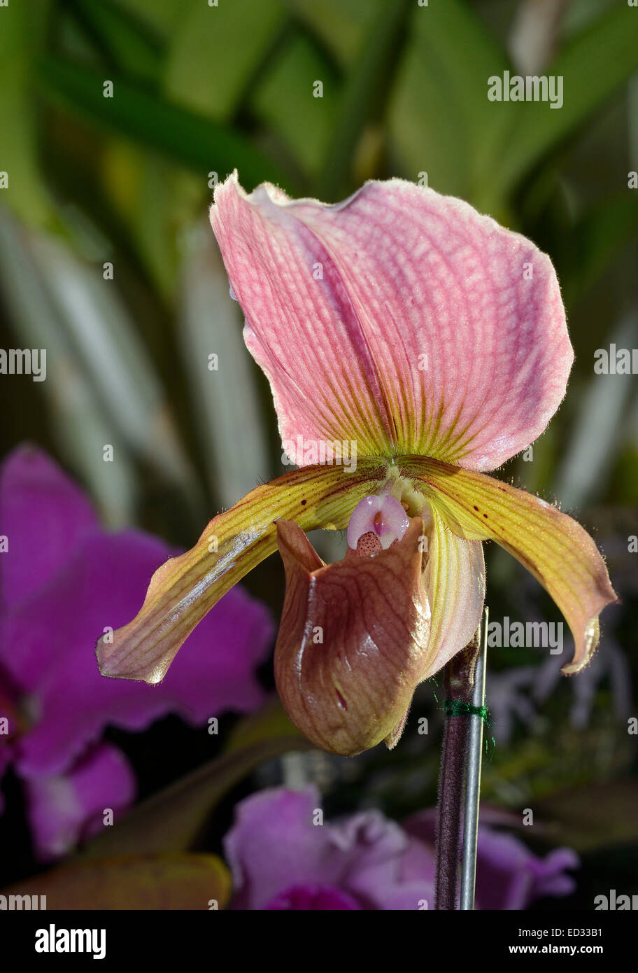 Charlesworth Paphiopedilum Orchid - Paphiopedilum charlesworthii Found in India, Myanamar, Thailand, and China Stock Photo